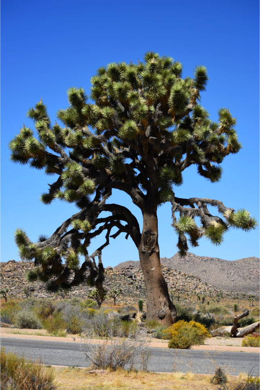 Joshua Tree